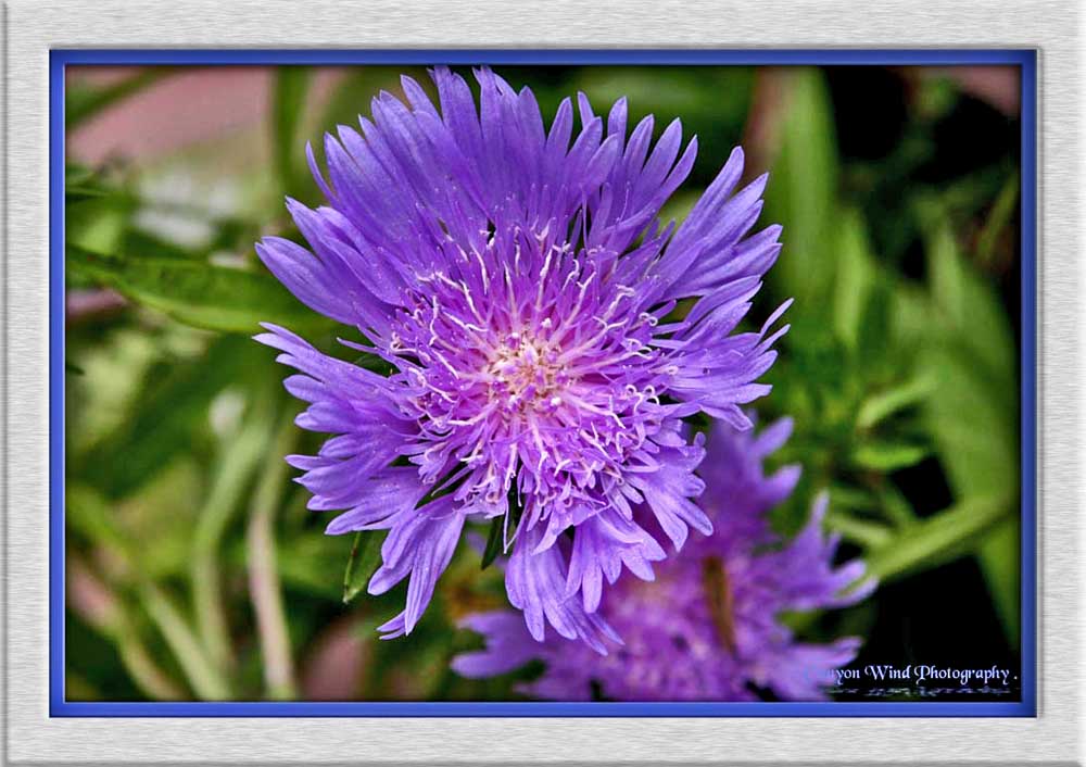 photo "Purple Splendor !" tags: macro and close-up, nature, flowers