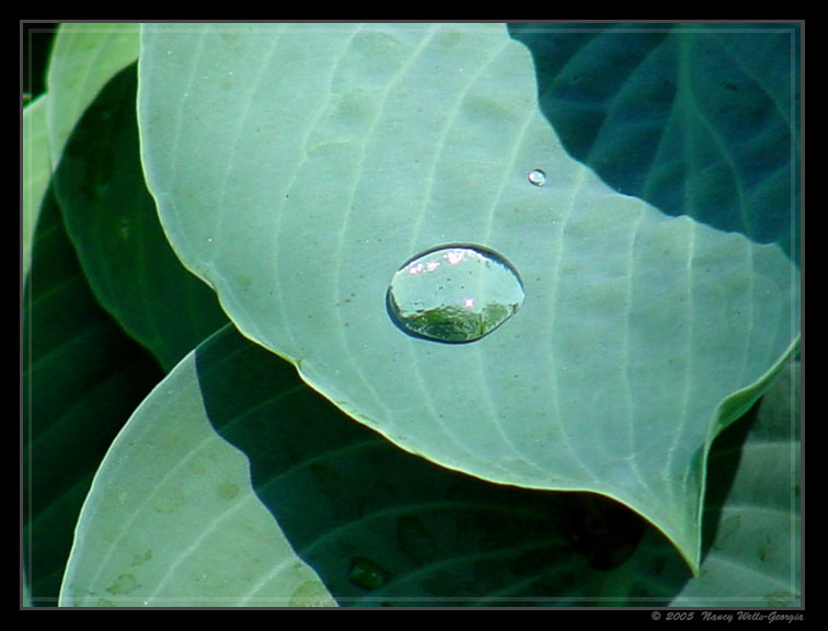 фото "water droplet" метки: природа, цветы