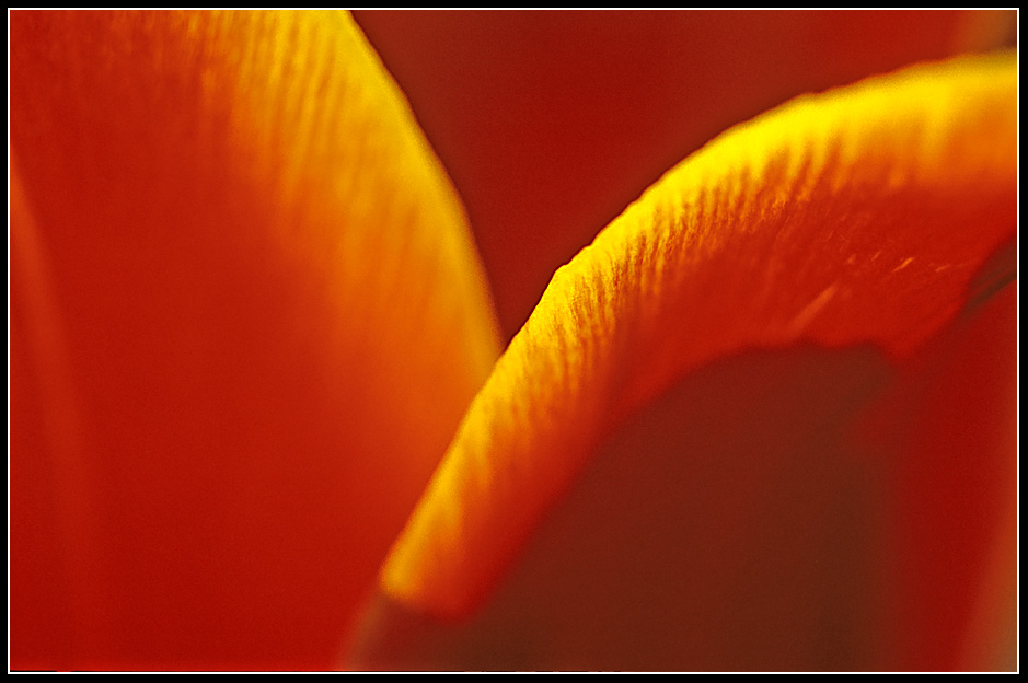 photo "tulipa" tags: nature, macro and close-up, flowers