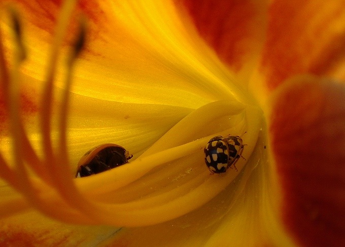 photo "The peeper" tags: nature, humor, insect