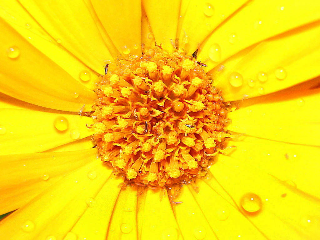 photo "Hectic life after rain" tags: nature, flowers