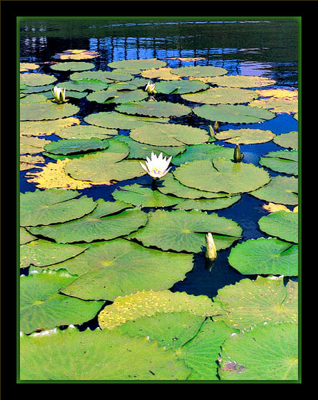 фото "Water lily" метки: природа, цветы