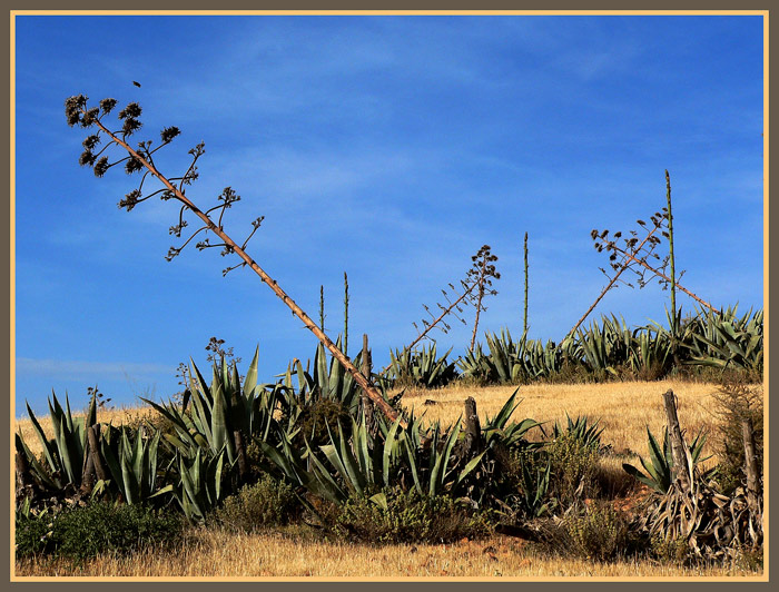 photo "Desert of Almeria" tags: landscape, forest