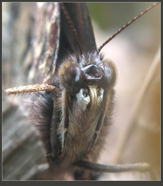 фото "~Портрет Бабочки~" метки: макро и крупный план, природа, насекомое