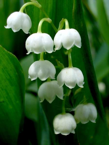 photo "Lily of the valley" tags: nature, macro and close-up, flowers