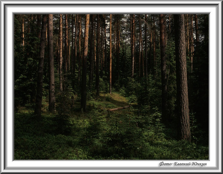 фото "В лесу" метки: пейзаж, лес, лето