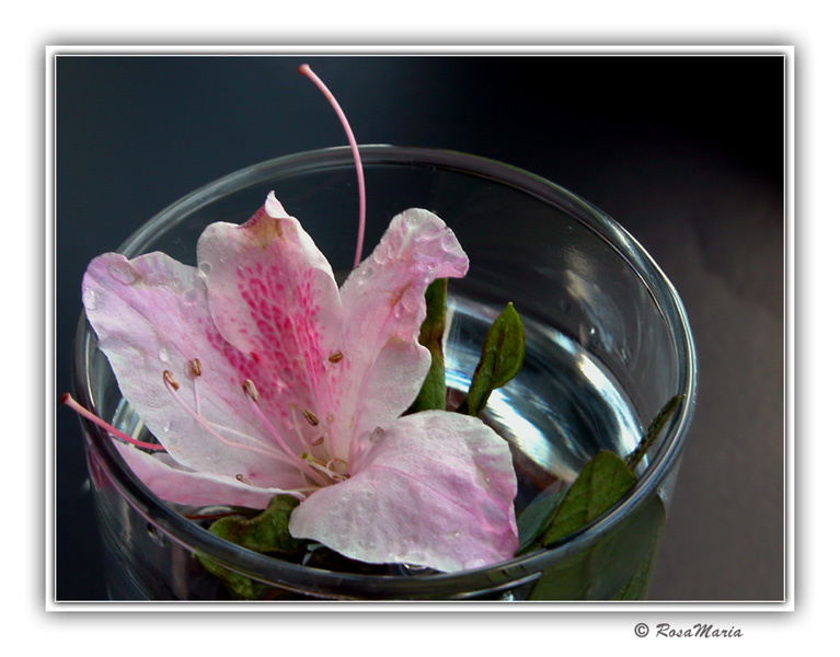 photo "...about pistils #3..." tags: macro and close-up, nature, flowers