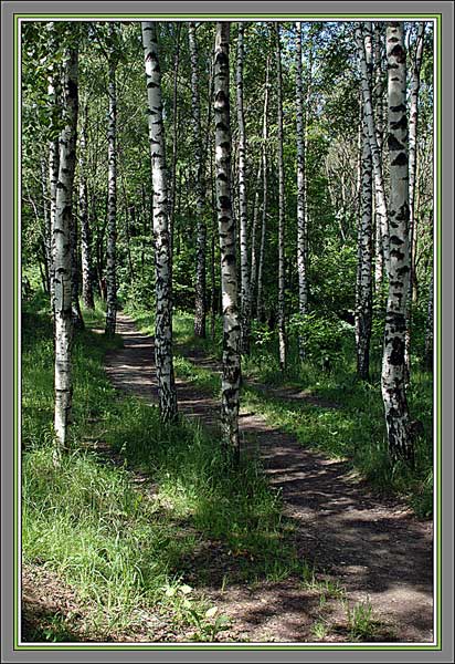 photo "June. A wood footpath" tags: landscape, forest, summer