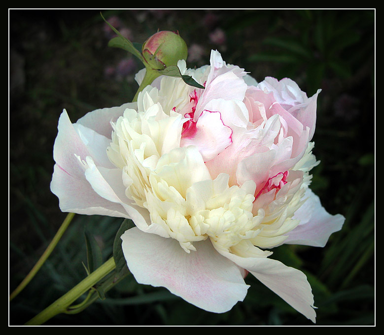 photo "Peony" tags: nature, flowers