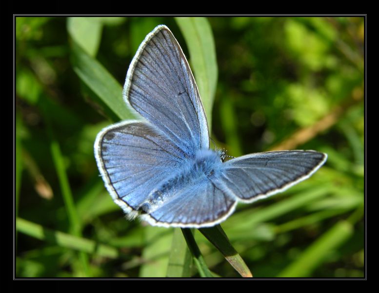 фото "бабочка" метки: природа, насекомое