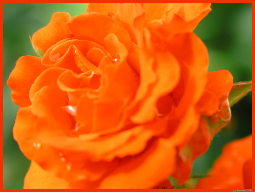 photo "Passion" tags: nature, macro and close-up, flowers