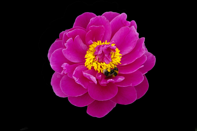 фото "Flower" метки: природа, цветы