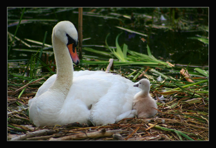 фото "Family Talk" метки: природа, домашние животные