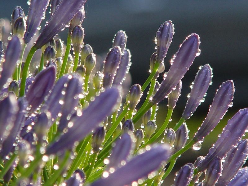 photo "Morning Jewels" tags: nature, flowers