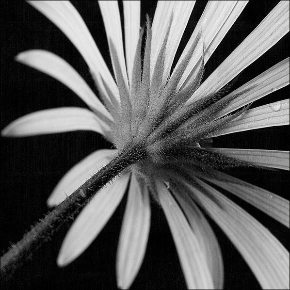 photo "*" tags: nature, black&white, flowers