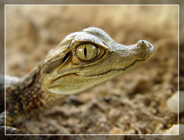 photo "Caiman crocodilus" tags: macro and close-up, nature, wild animals
