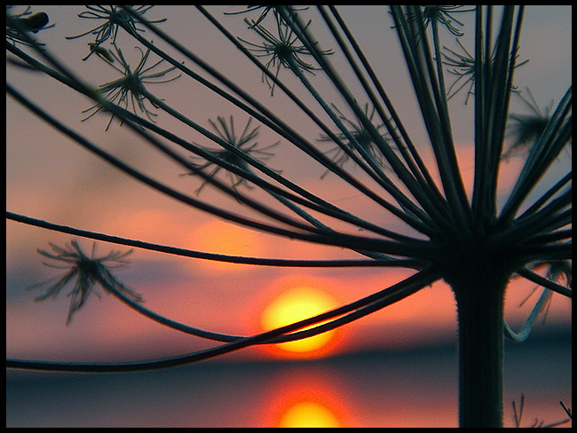 фото "Sunset I" метки: пейзаж, природа, закат, цветы