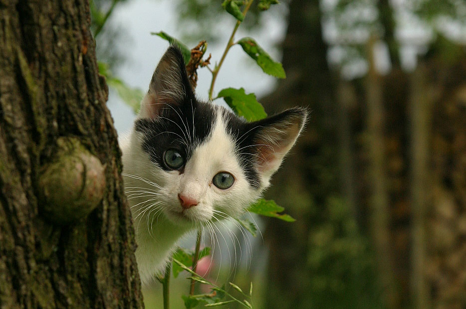 photo "jung * wild * smart *" tags: nature, pets/farm animals