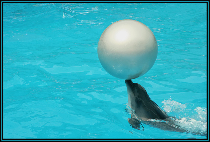фото "Танец дельфина с шаром" метки: жанр, 