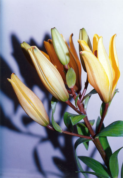 photo "the Gentle Fingers" tags: genre, still life, 