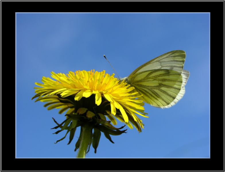 photo "Sight from below." tags: nature, insect