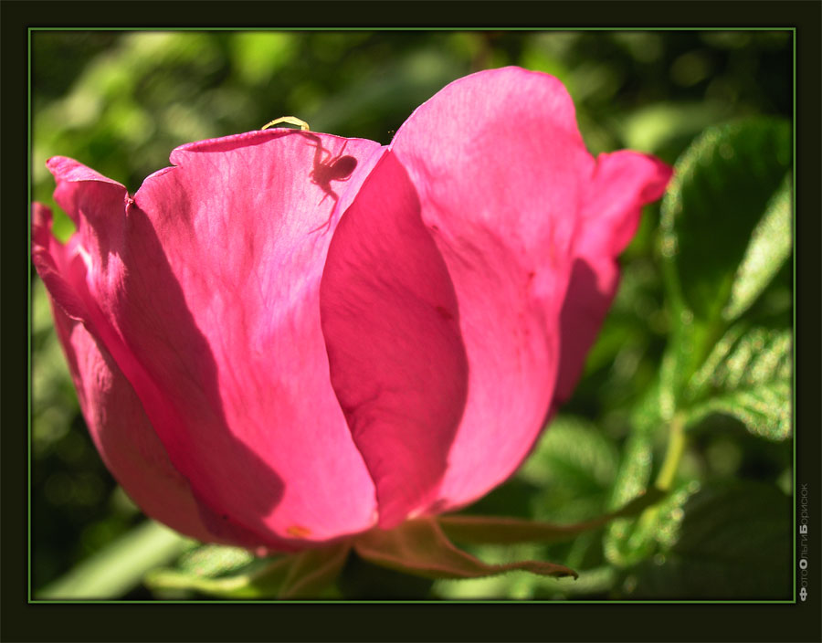 photo "Wrong side" tags: nature, macro and close-up, insect