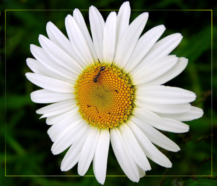 photo "What do these bees here find?" tags: nature, macro and close-up, flowers