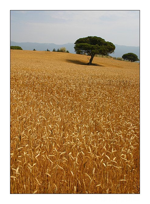 photo "Summer time" tags: landscape, summer