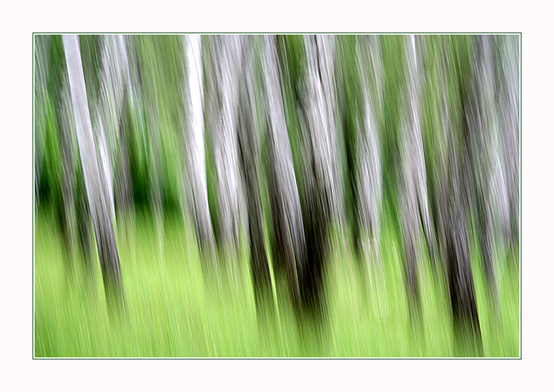 photo "More Impressions" tags: landscape, abstract, forest