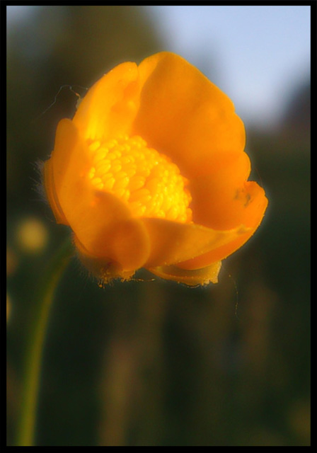 фото "Ranunculus acris" метки: природа, цветы