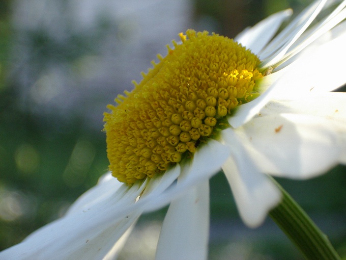 photo "***" tags: macro and close-up, nature, flowers