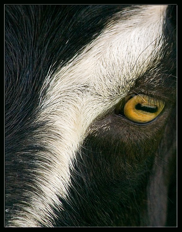фото "Black Goat" метки: природа, домашние животные