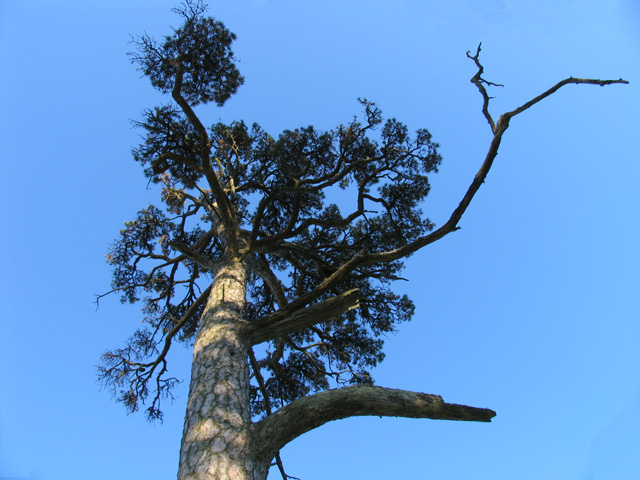 photo "pine" tags: nature, flowers