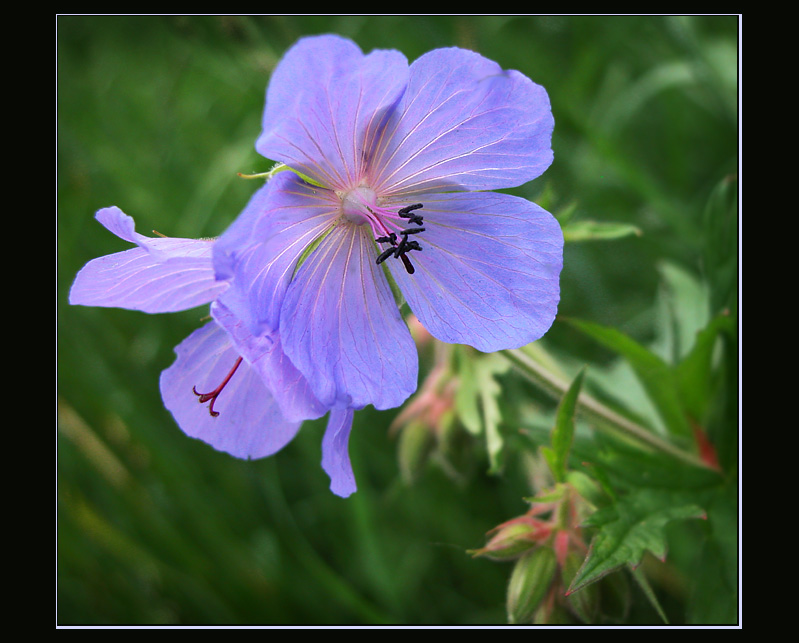 photo "Field flowers #1" tags: nature, macro and close-up, flowers