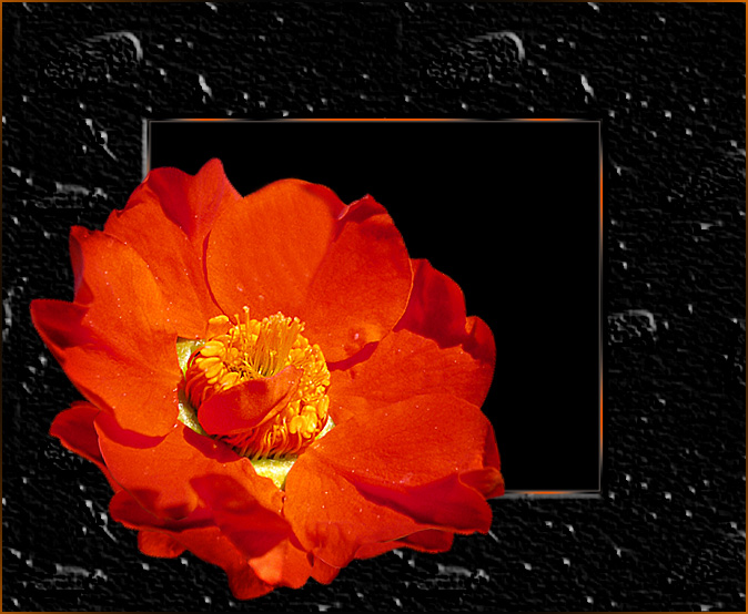 фото "Оранжевый цветок" метки: природа, фотомонтаж, цветы