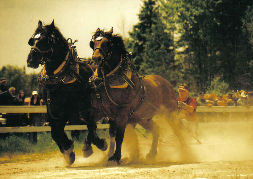 photo "old time drag racing" tags: nature, pets/farm animals