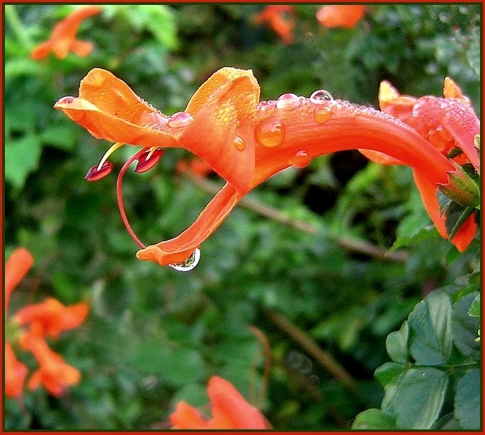 photo "I'm hungry!.." tags: macro and close-up, nature, flowers