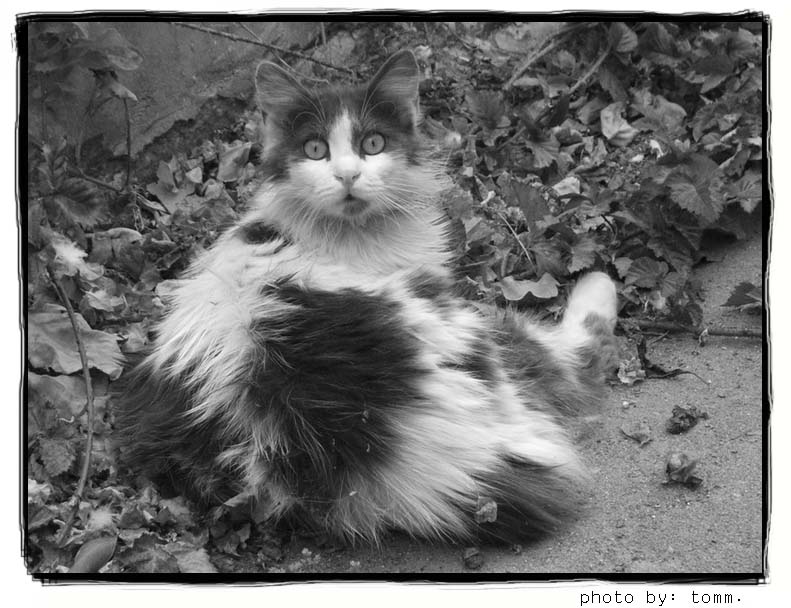 photo "Sudden- cat" tags: nature, pets/farm animals