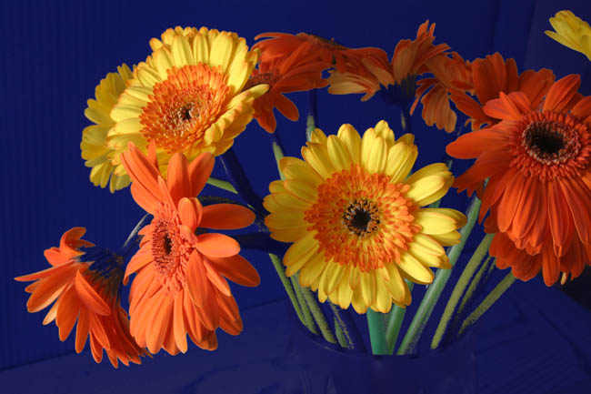 photo "Gerber Dasies" tags: nature, flowers