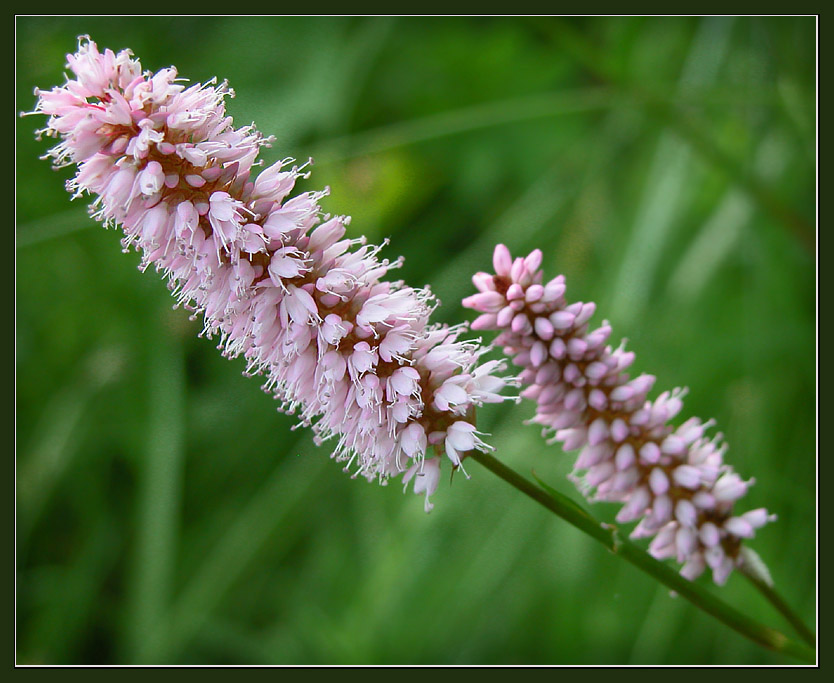 photo "Field flowers #2" tags: nature, macro and close-up, flowers