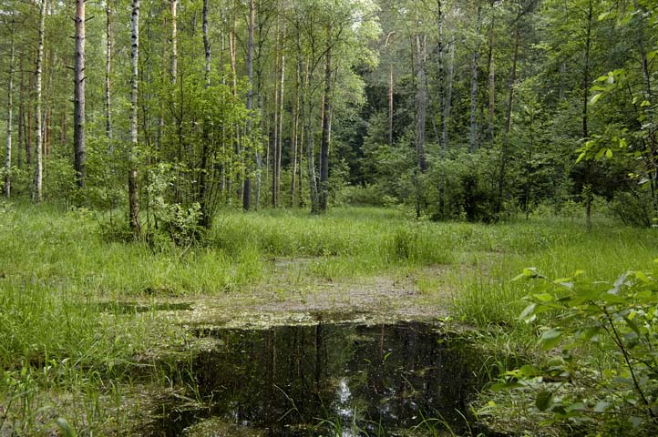photo "Untitled photo" tags: landscape, forest