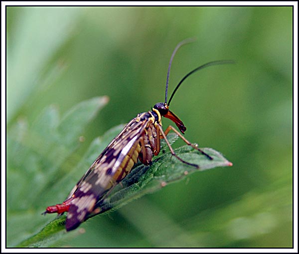 photo "Untitled photo" tags: nature, macro and close-up, insect