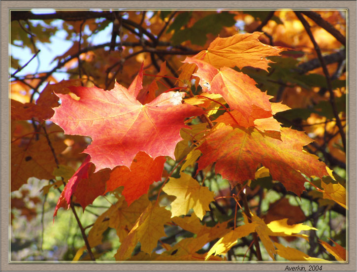 фото "Золото осени" метки: пейзаж, природа, осень, цветы