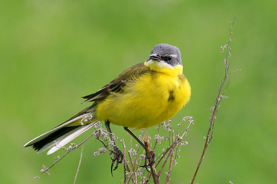 photo "Motacilla Flavia L." tags: nature, wild animals