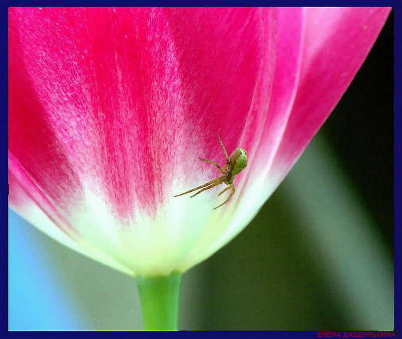 photo "Untitled photo" tags: macro and close-up, nature, flowers