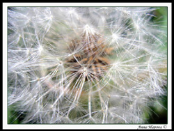 photo "summer" tags: macro and close-up, nature, flowers