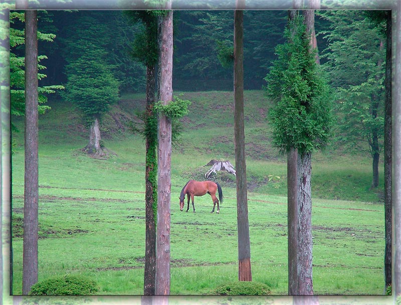 photo "Freedom" tags: landscape, nature, forest, pets/farm animals