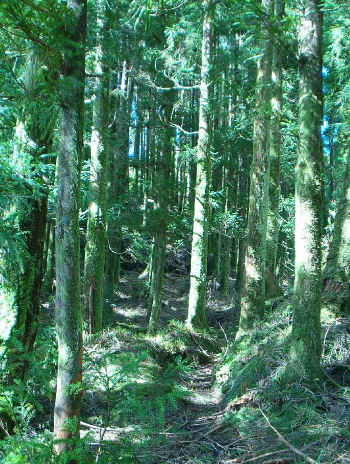 фото "In the Forest" метки: пейзаж, лес