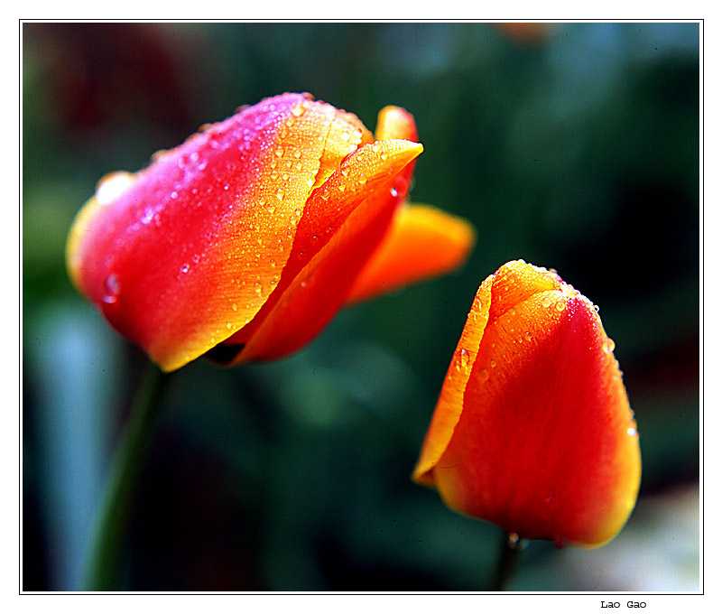 photo "2 Tulip" tags: landscape, nature, flowers, spring