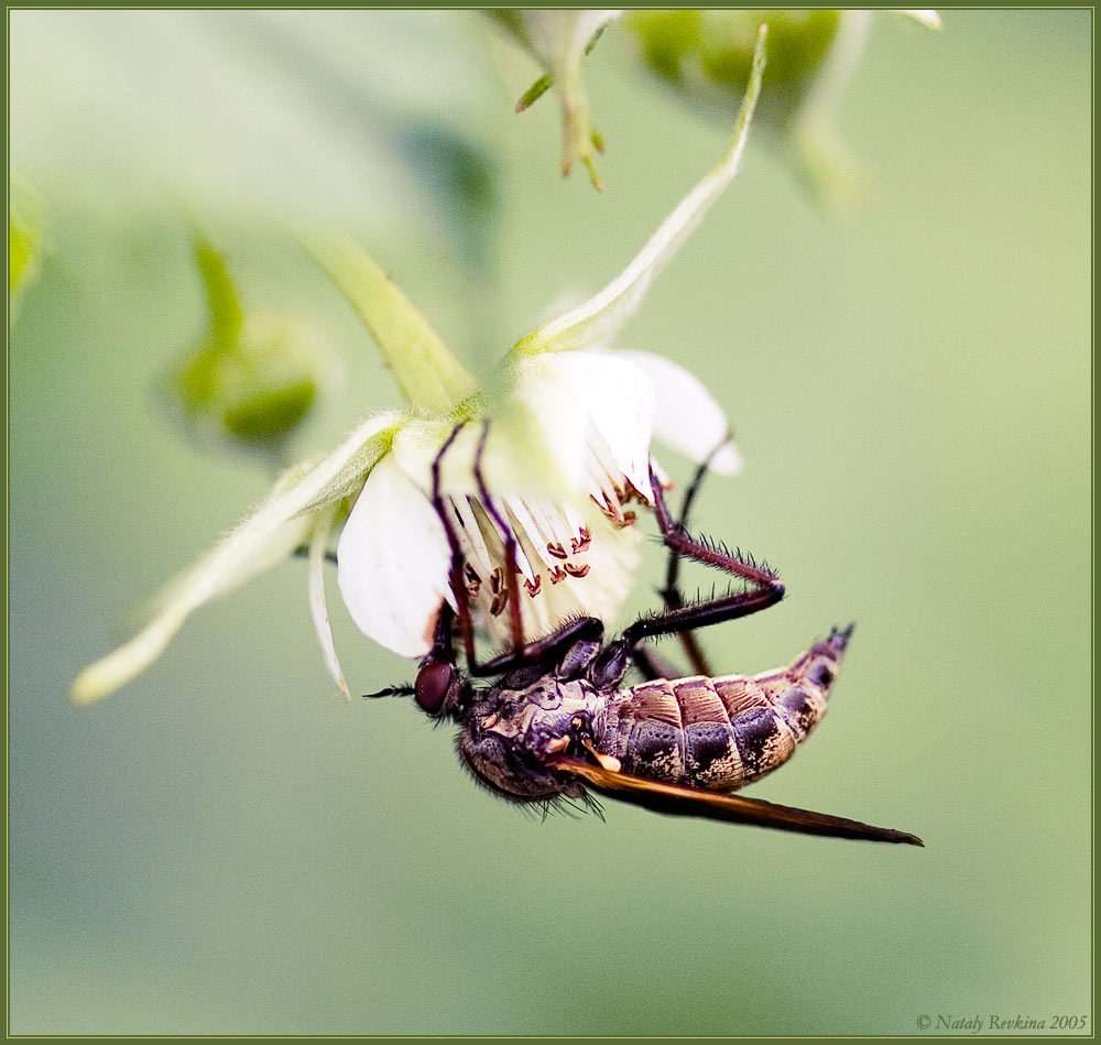 photo "The World Is Not Enough" tags: nature, macro and close-up, insect